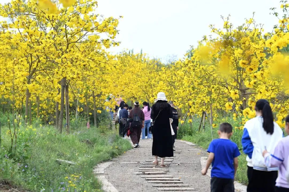 清明假期成都A级景区接待游客超350万人次